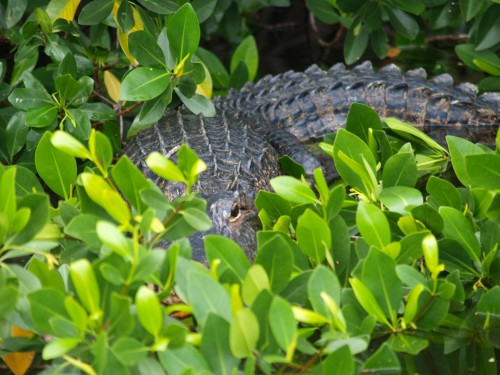 Alligator misisipiensis
