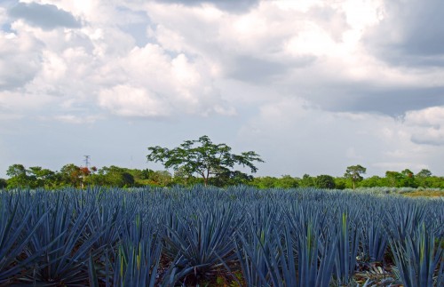 Mavi Agave